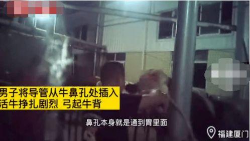 日本活春官视频实拍,真实场景下的私密生活记录