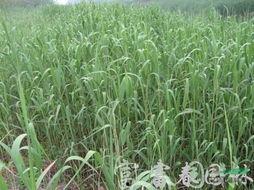 日本芦田明星,日本演艺界的璀璨新星